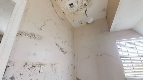 Best Air Quality Testing for Mold Spores  in Sparrow Bush, NY