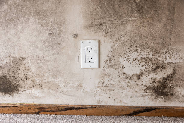 Best HVAC Mold Inspection and Cleaning  in Sparrow Bush, NY