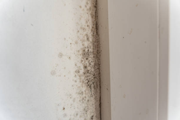 Reliable Sparrow Bush, NY Mold Removal Solutions
